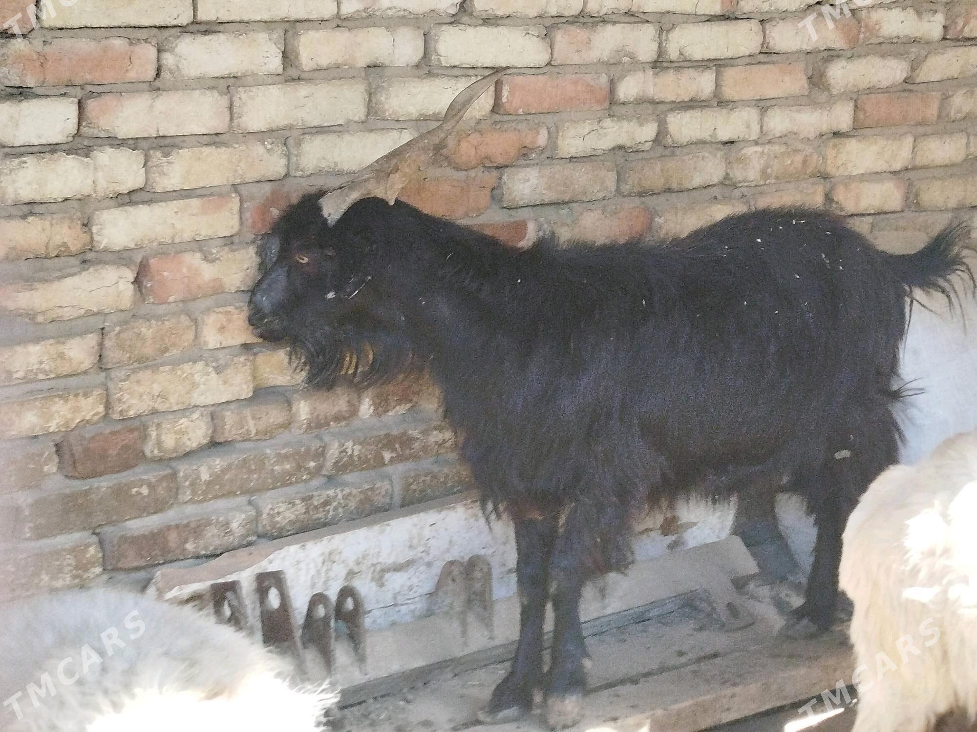 Geçi - Мары - img 2