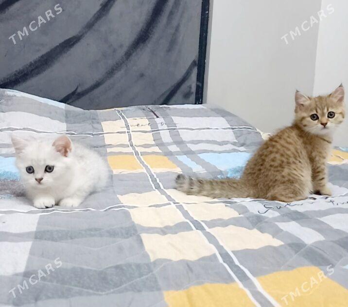 Шотландские шиншиллы - Arçabil şaýoly - img 1