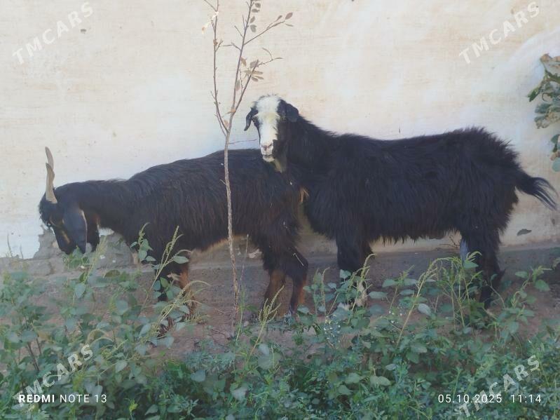 geciler - Чарджоу - img 4