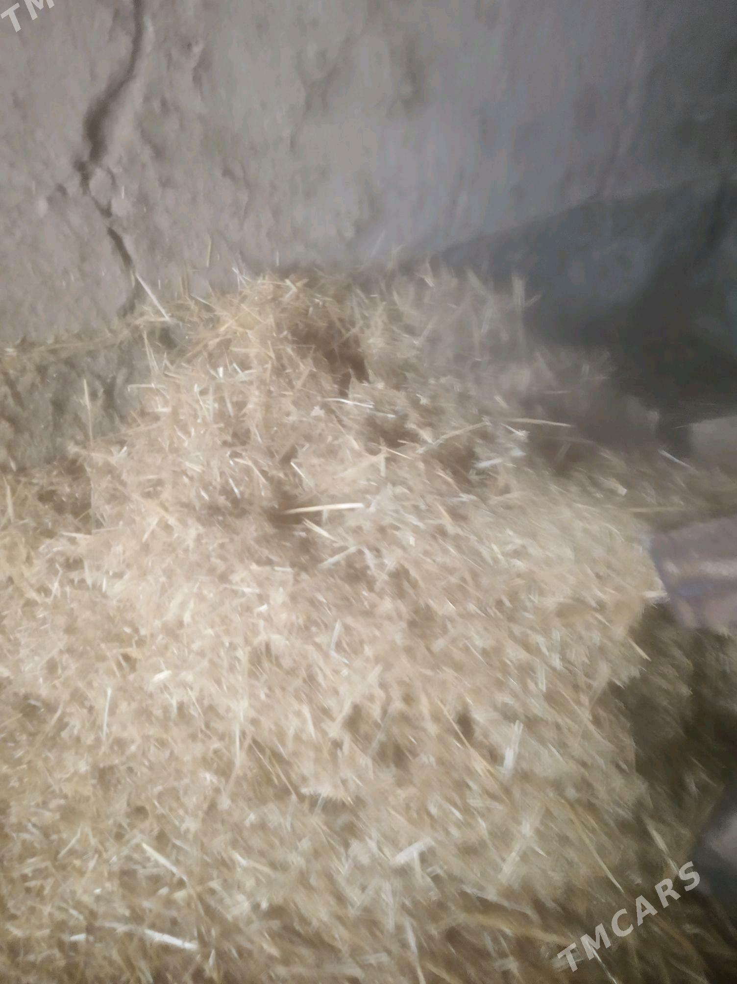 Саман гуры от увейен - Köneürgenç - img 4