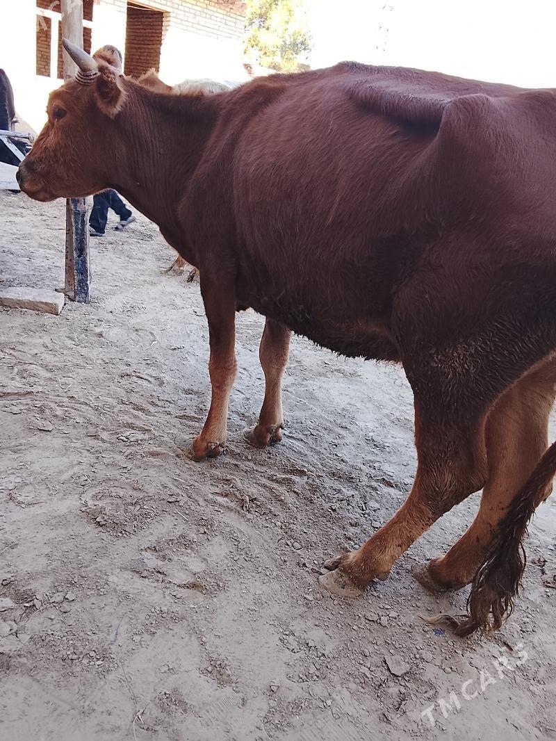 unjaynlar ve inekler - Türkmenabat - img 2
