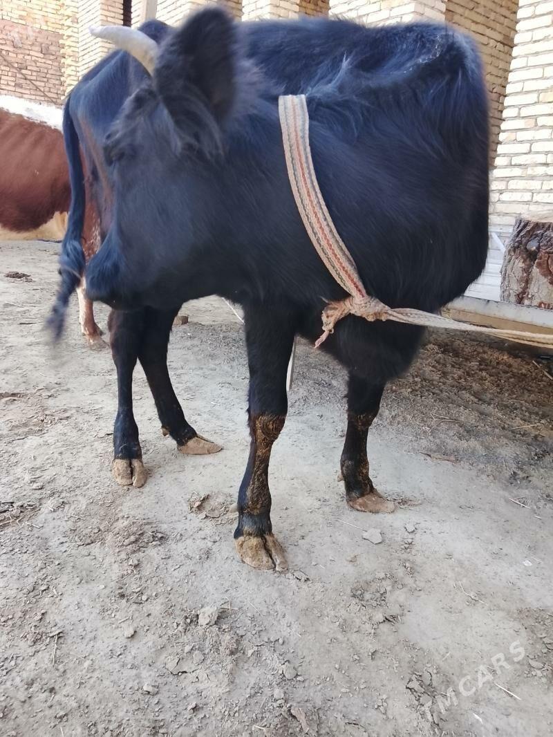 unjaynlar ve inekler - Türkmenabat - img 6
