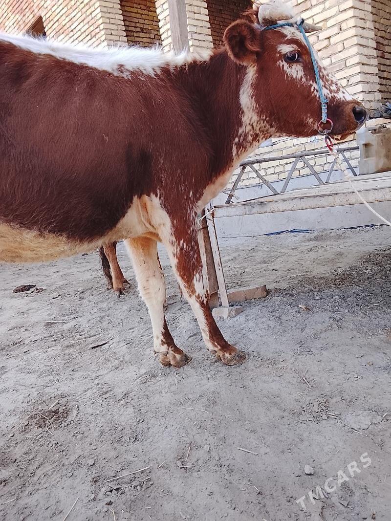 unjaynlar ve inekler - Türkmenabat - img 3