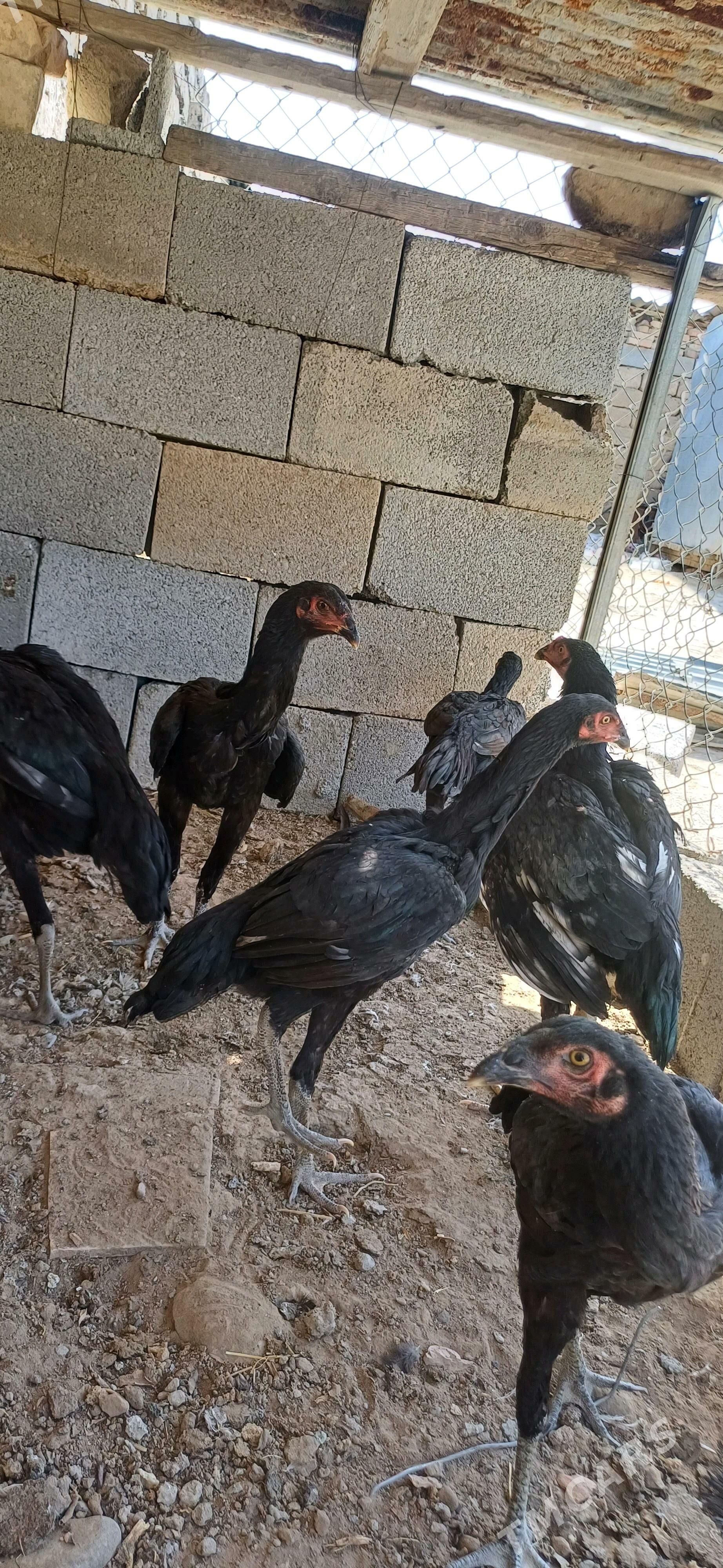 Taşkent - Анев - img 2