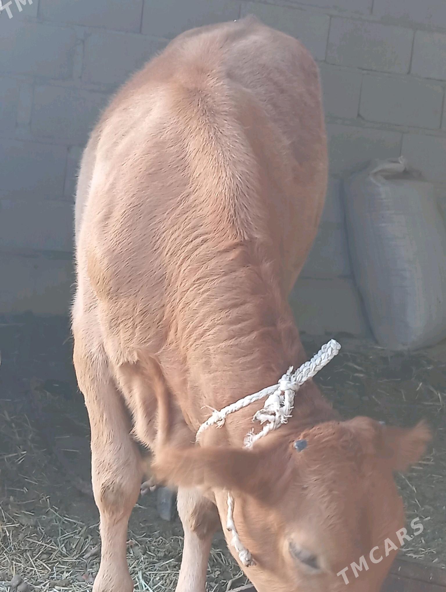 tuwe - Bäherden - img 1