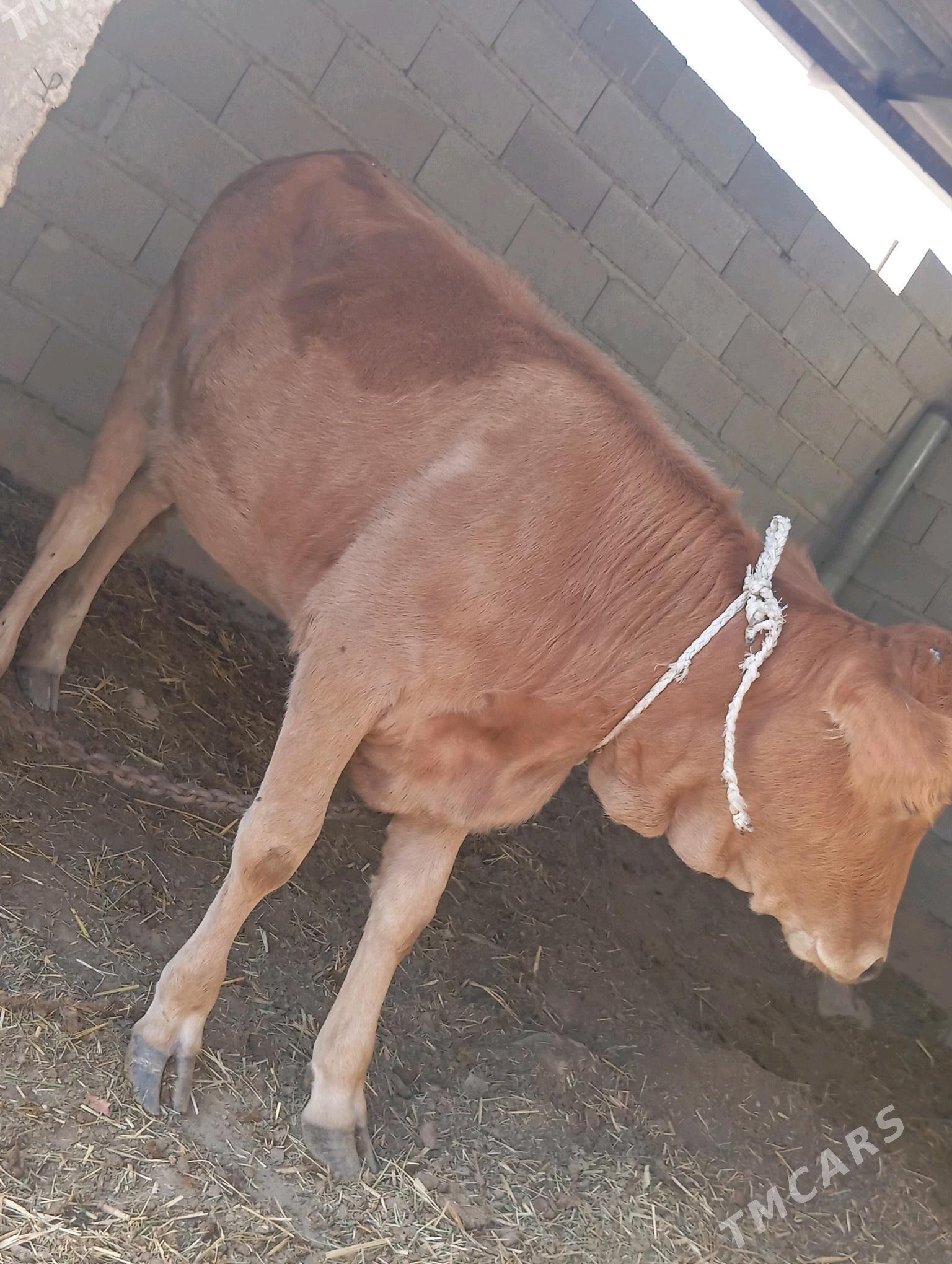 tuwe - Bäherden - img 3