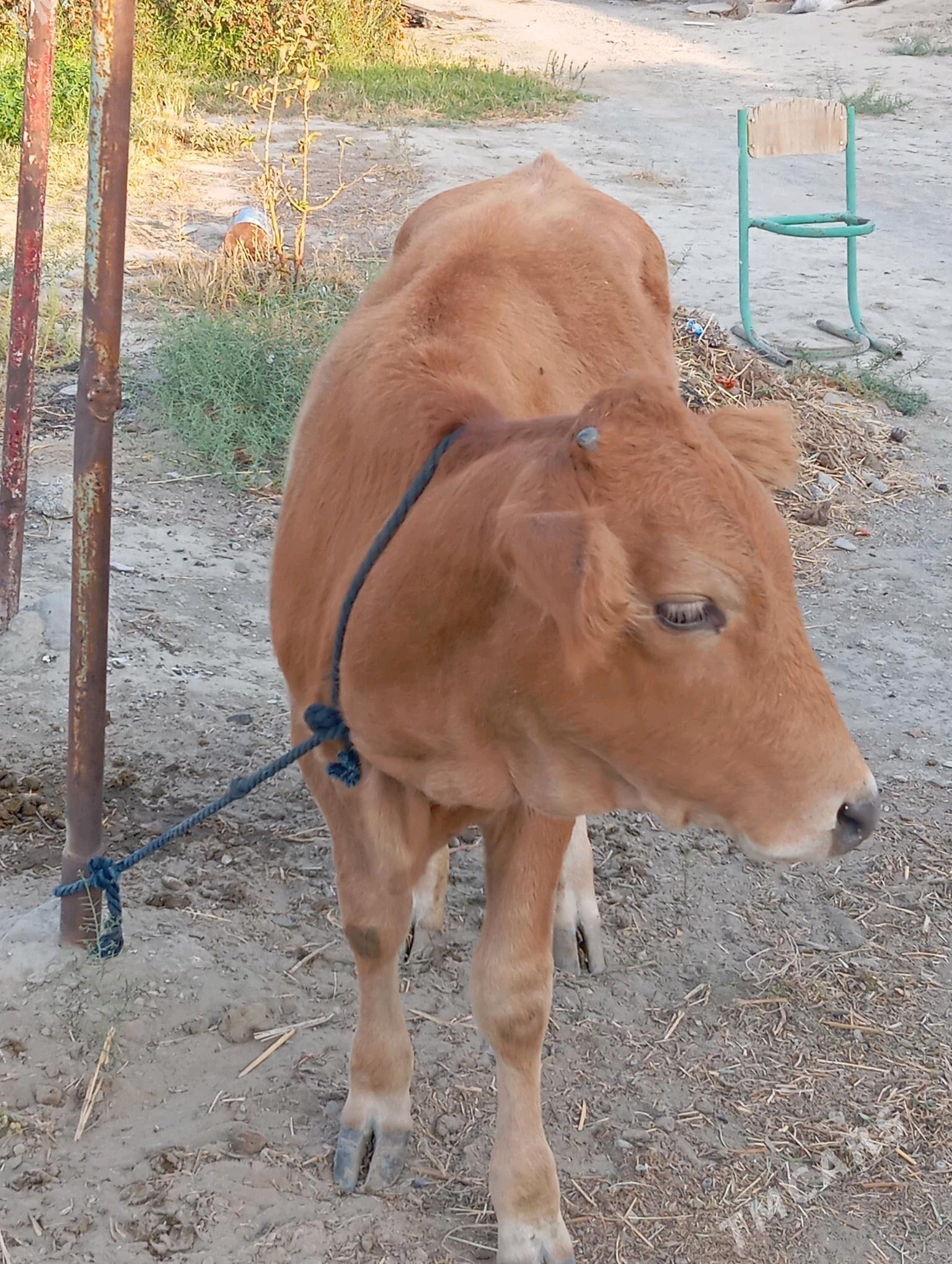 tuwe - Bäherden - img 2