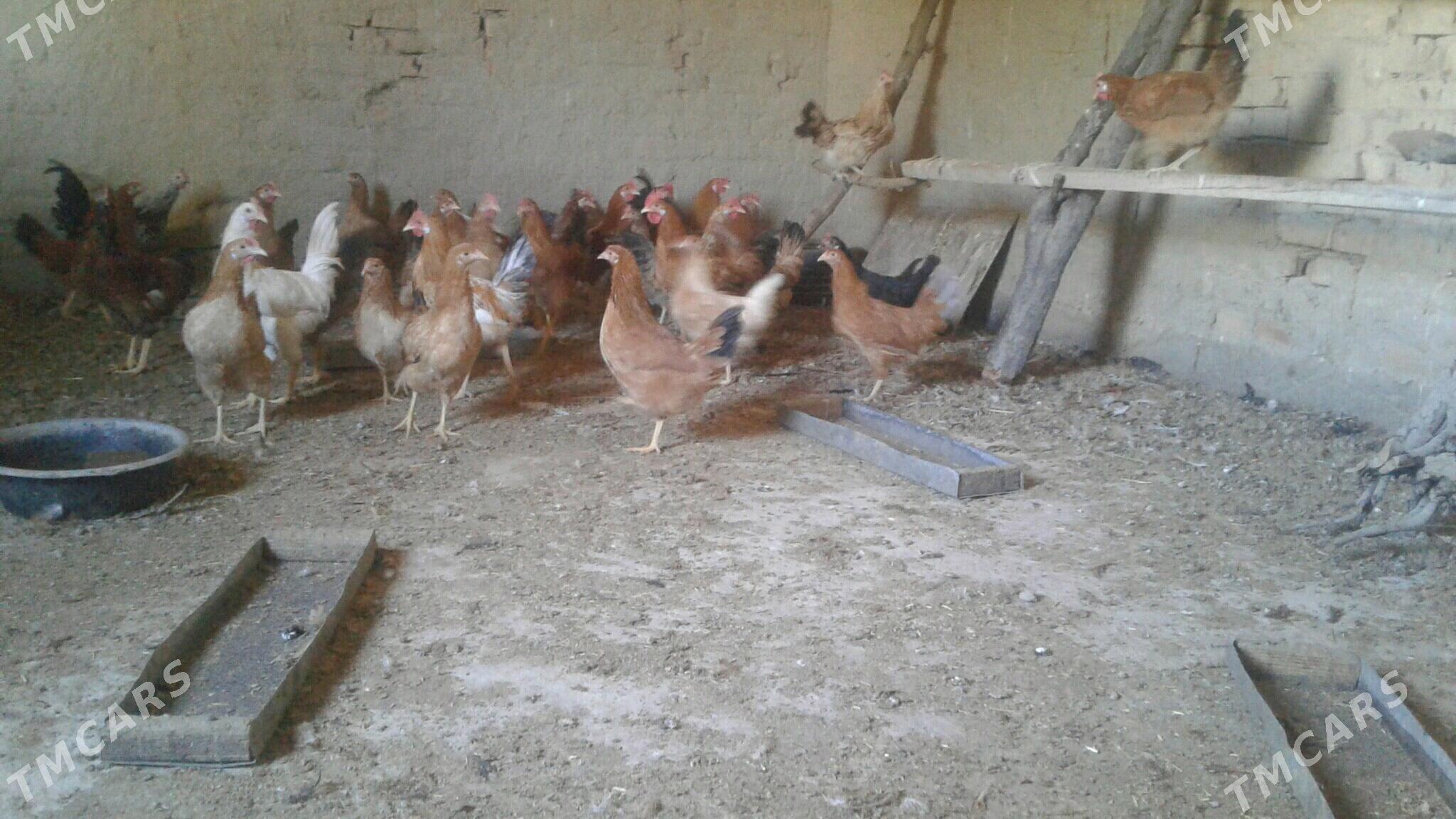 7 aýlyk jùje - Bäherden - img 2