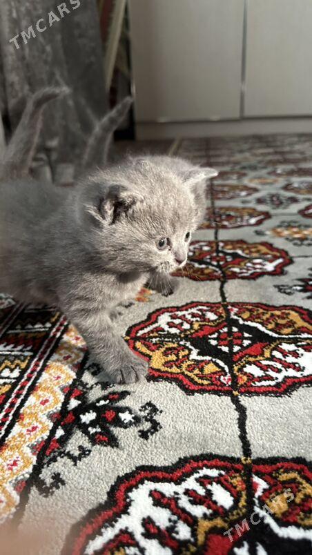 Котенки - Garadamak Şor - img 3