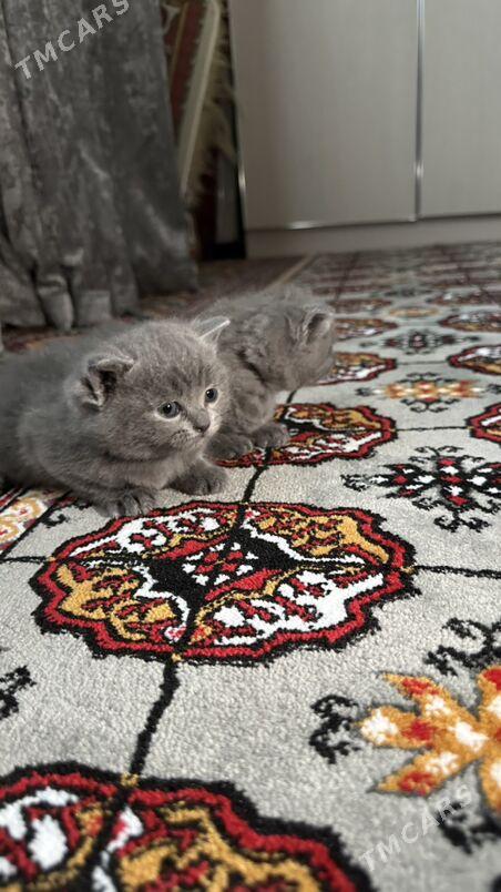 Котенки - Garadamak Şor - img 2