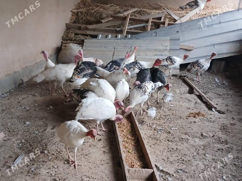 hinduk - Махтумкули - img 1