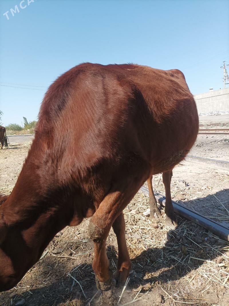 inek - Türkmenabat - img 2