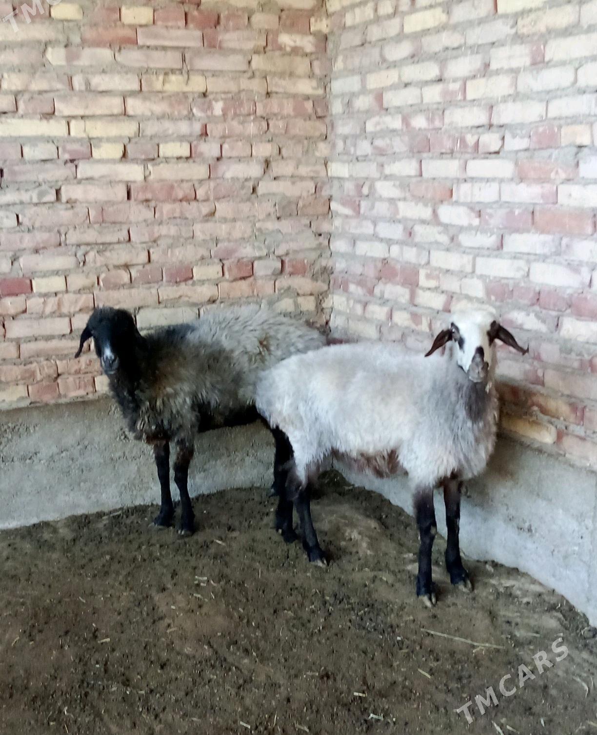 Goýunlar Bakyda Duran - Гёкдепе - img 2