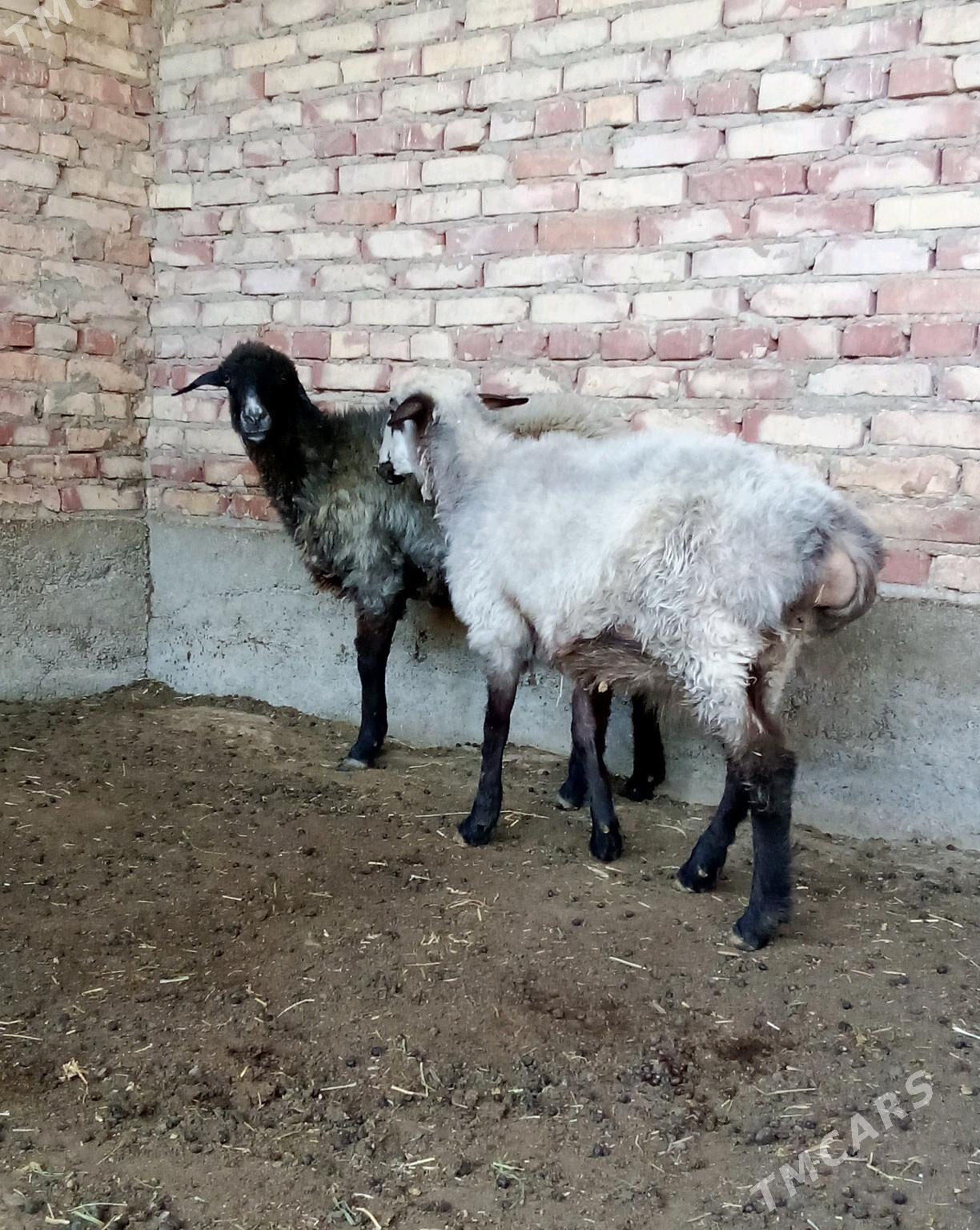 Goýunlar Bakyda Duran - Гёкдепе - img 5