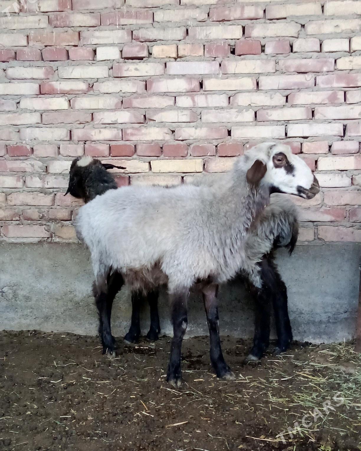 Goýunlar Bakyda Duran - Гёкдепе - img 6