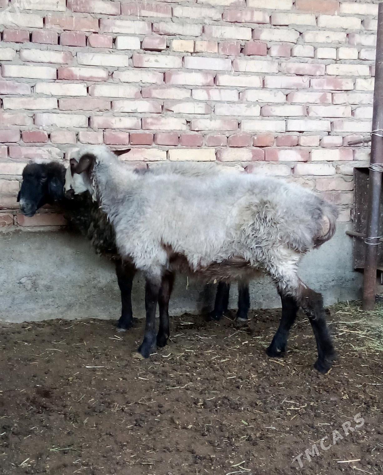 Goýunlar Bakyda Duran - Гёкдепе - img 10