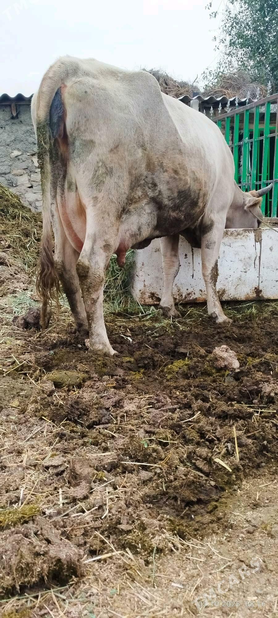 şiwit golely sygyr - Bäherden - img 3