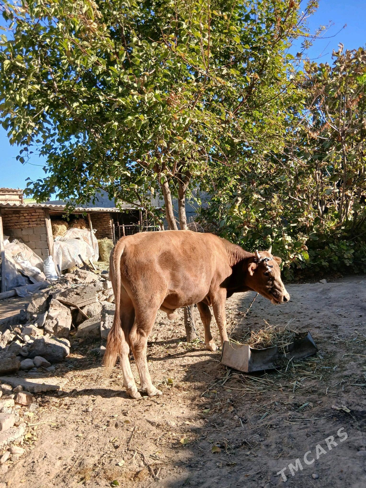 göle - Büzmeýin - img 3