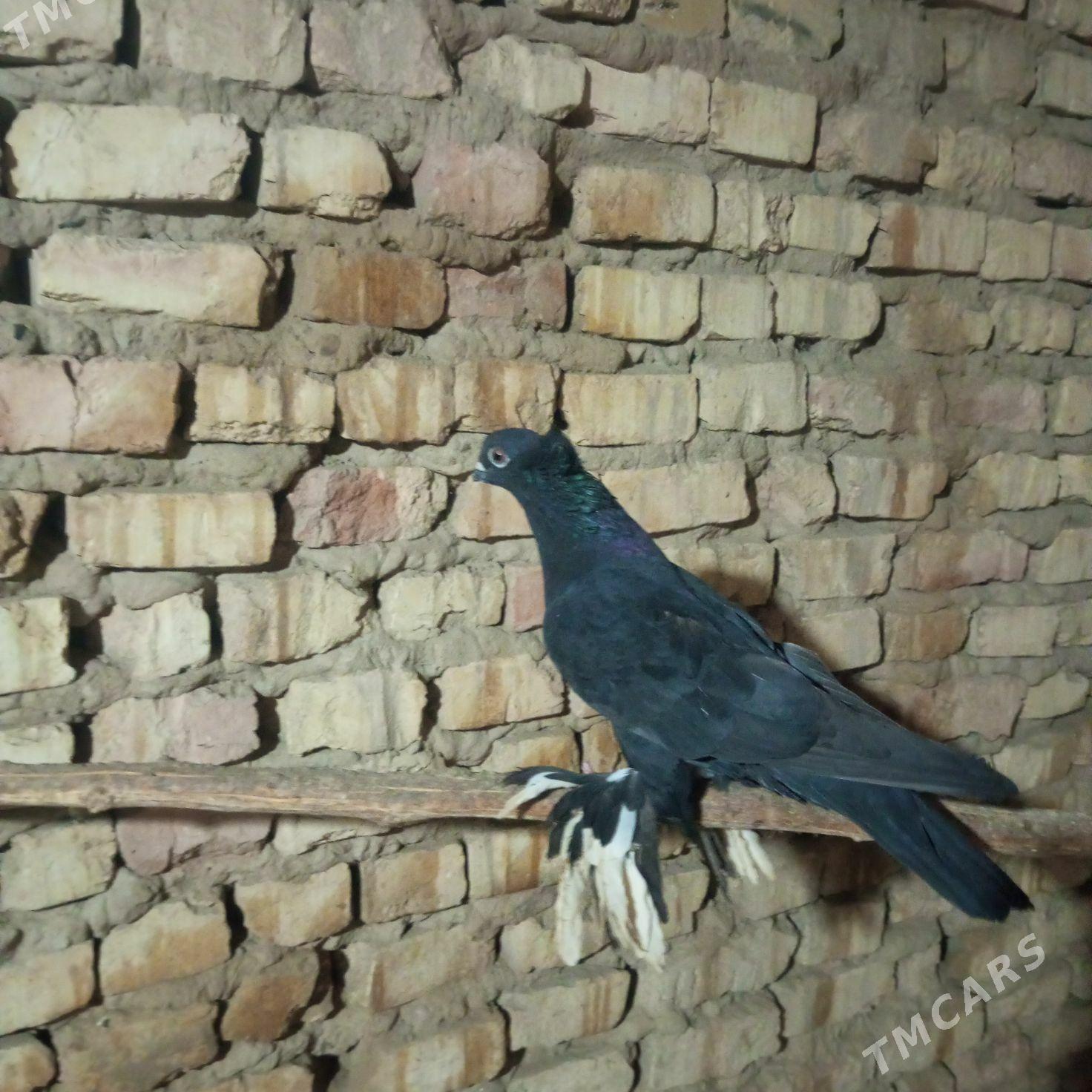 kepderi - Mary - img 6