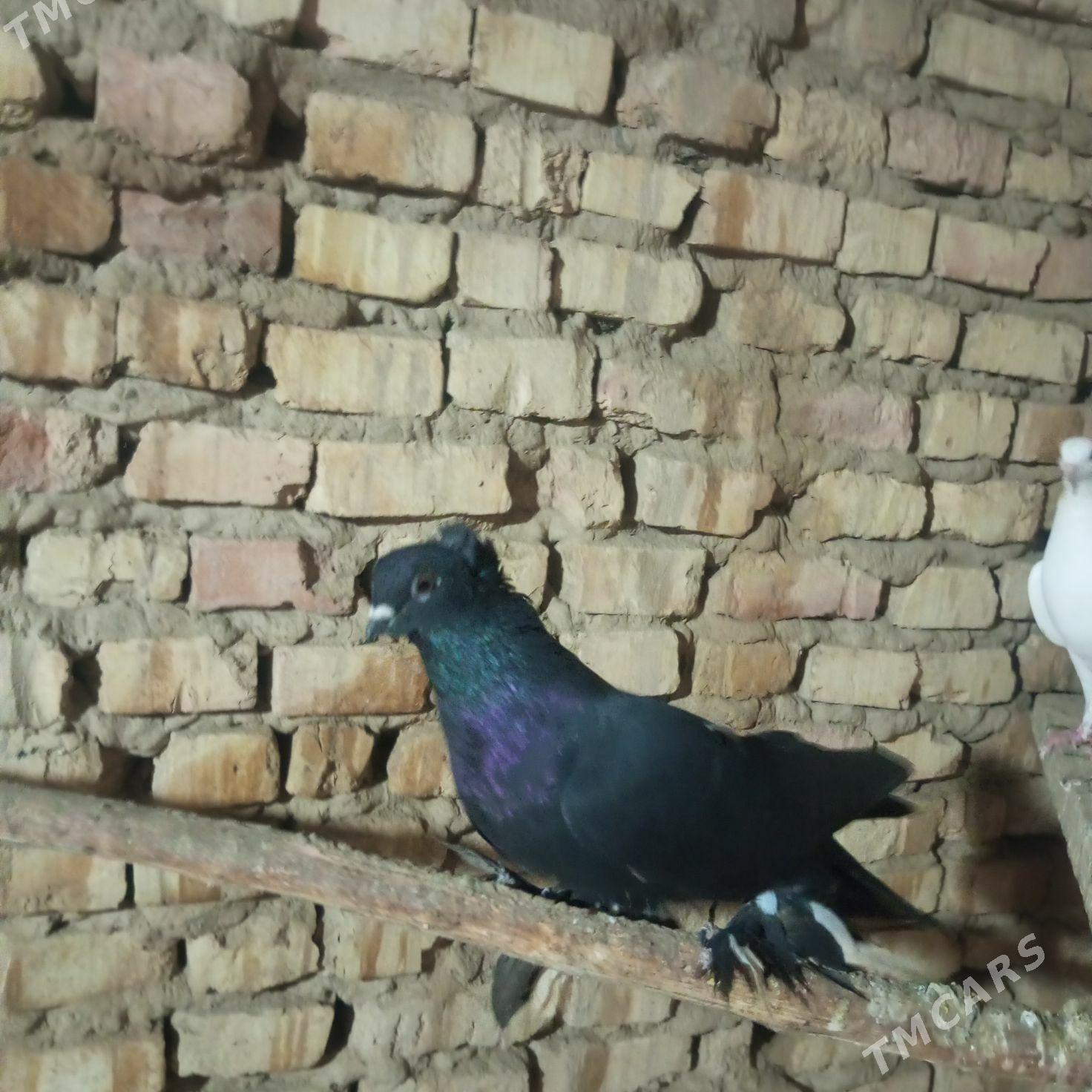 kepderi - Mary - img 3