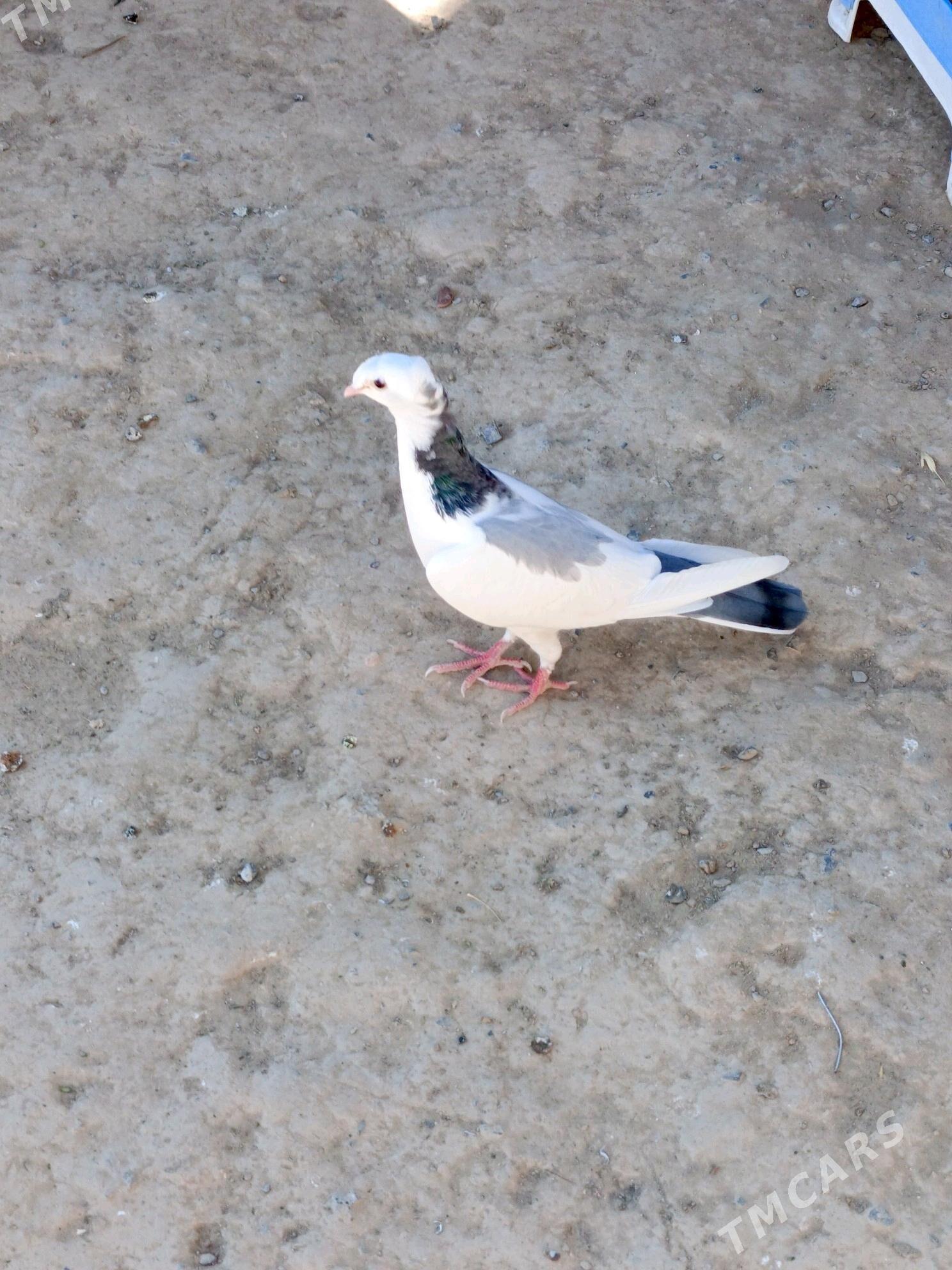 kepderi - Bagyr - img 3