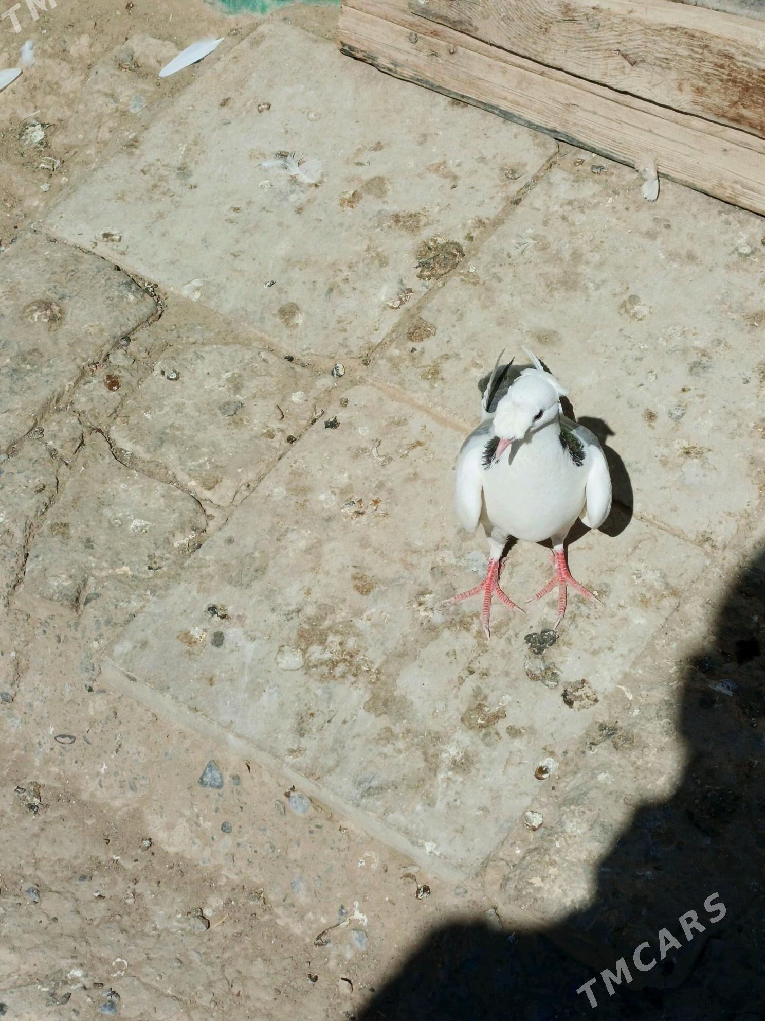 kepderi - Bagyr - img 2
