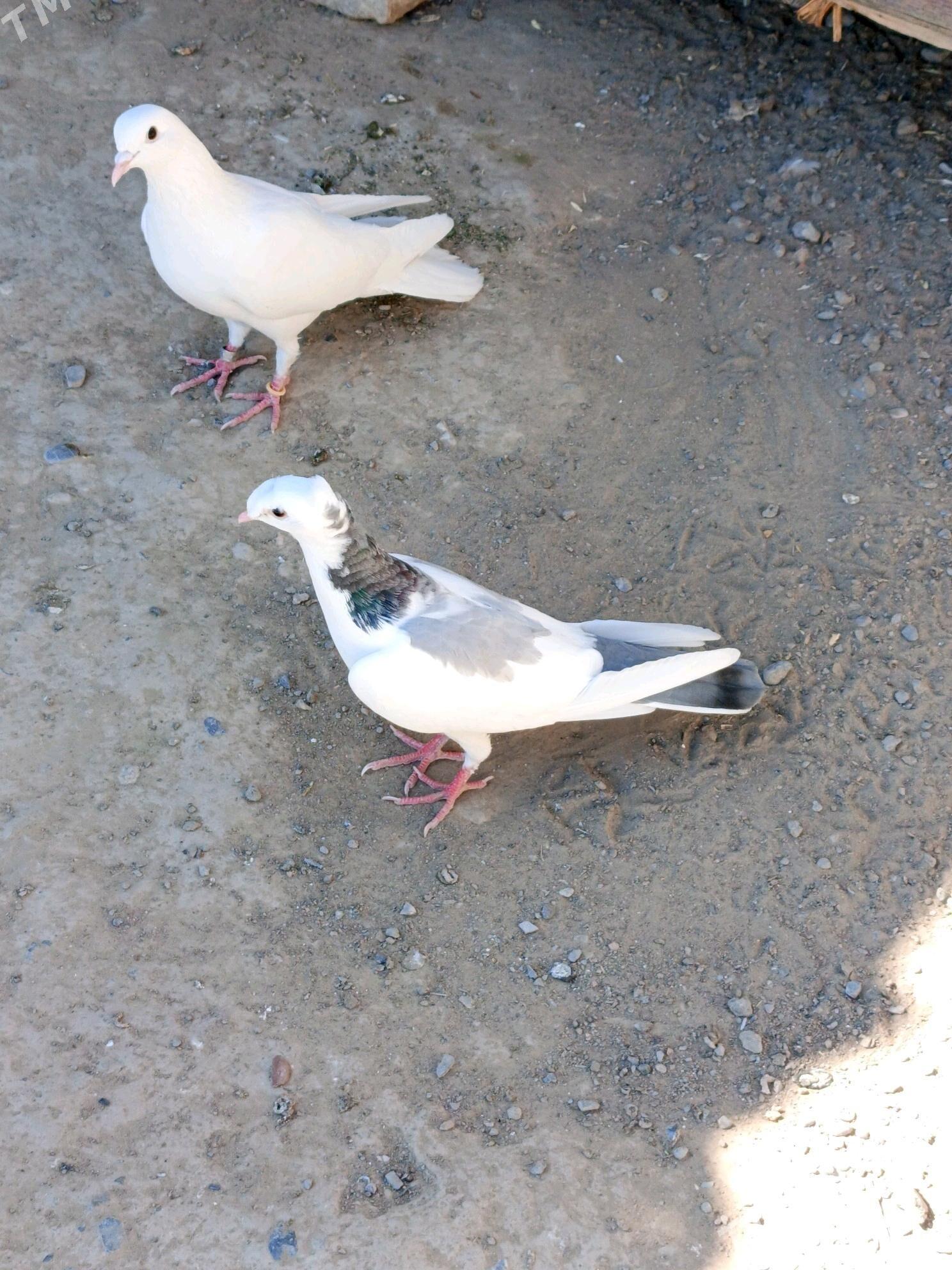 kepderi - Bagyr - img 4