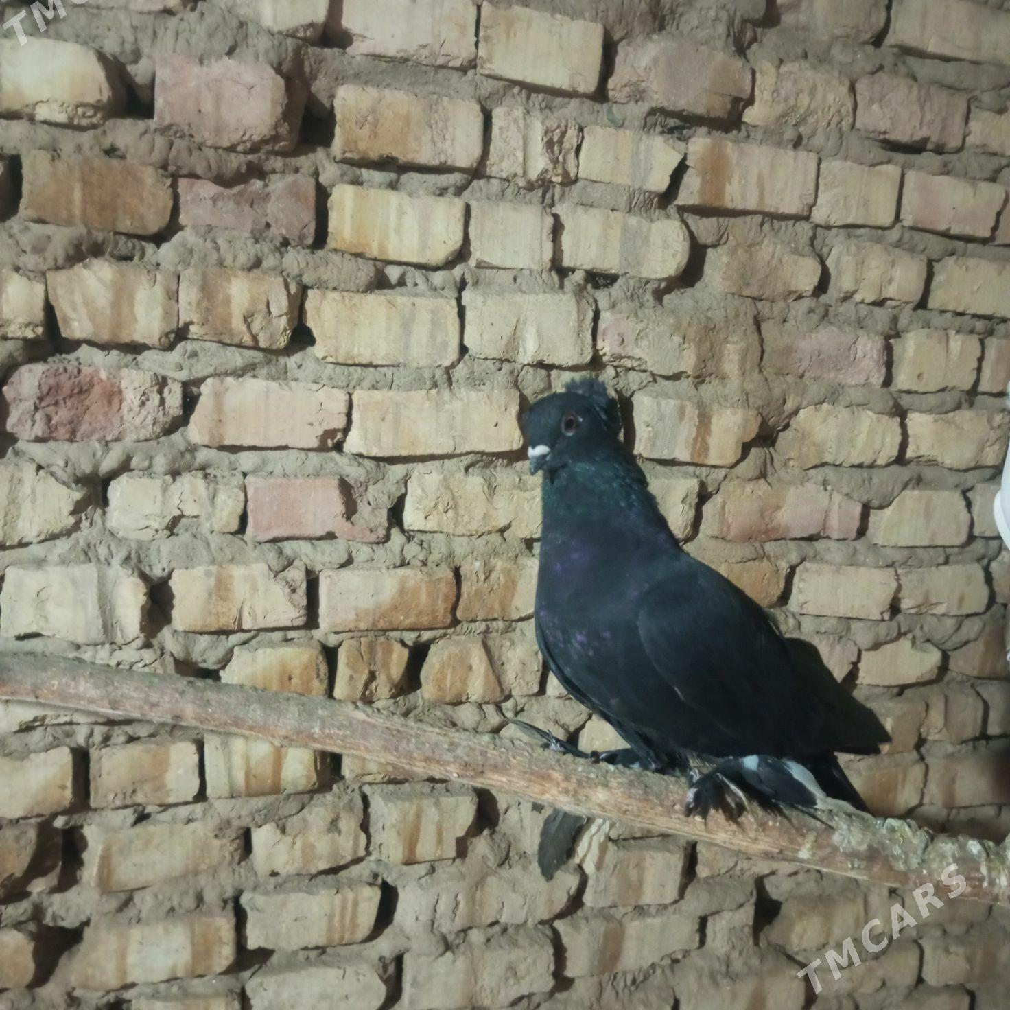 kepderi - Mary - img 2