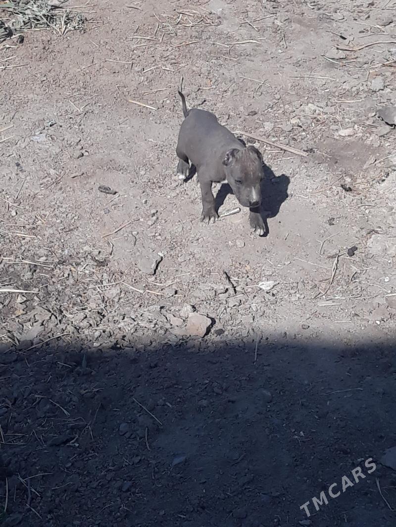 Erkek güçik - Daşoguz - img 2