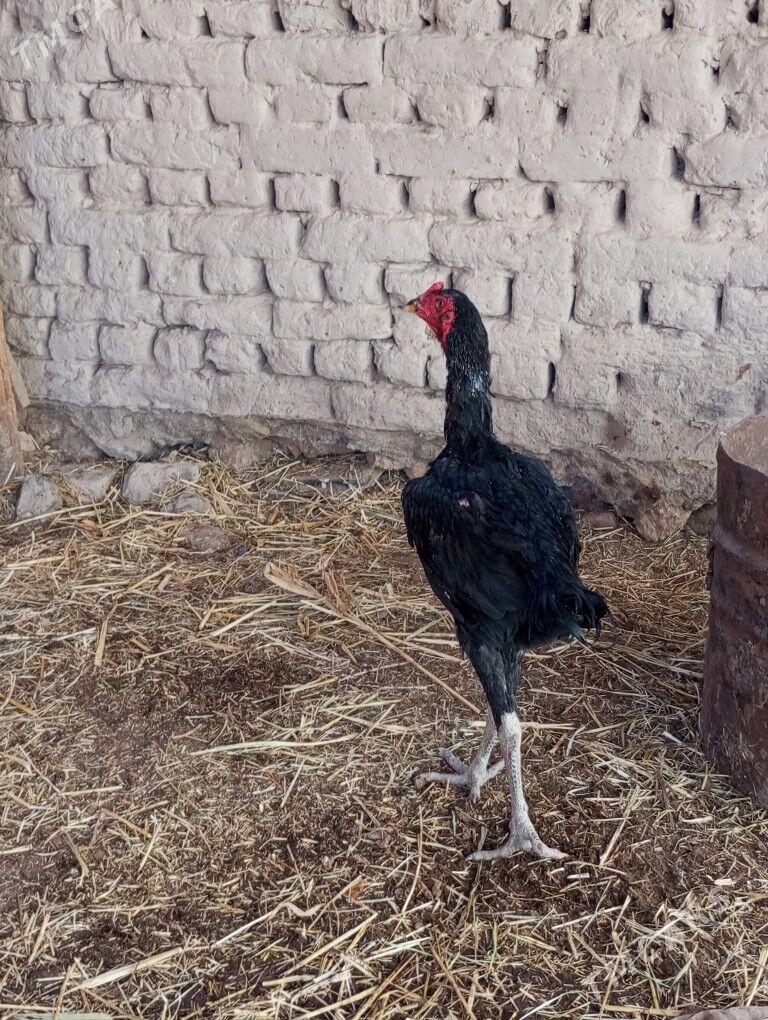 juje - Daşoguz - img 3