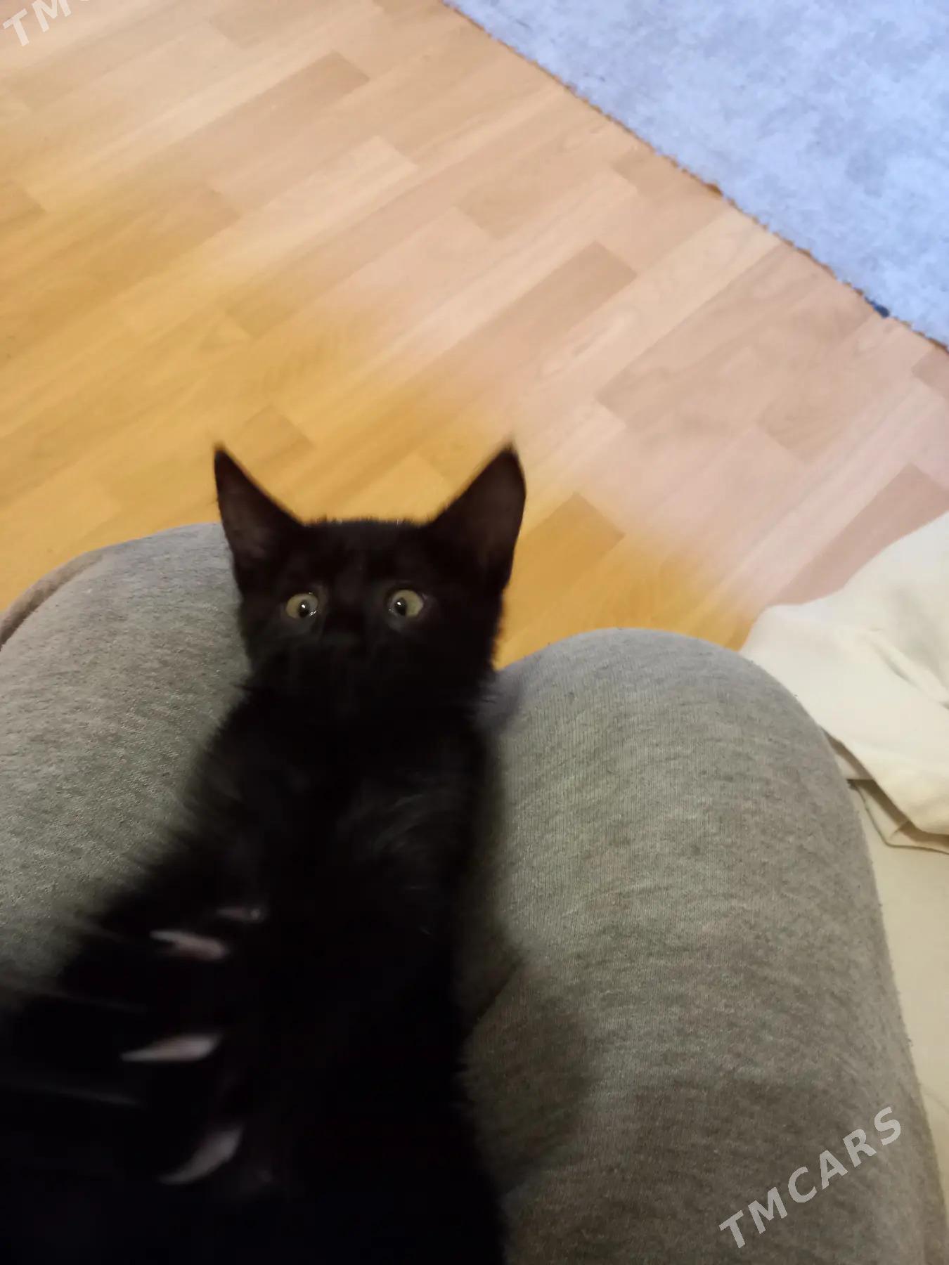 кошечка - Ашхабад - img 2