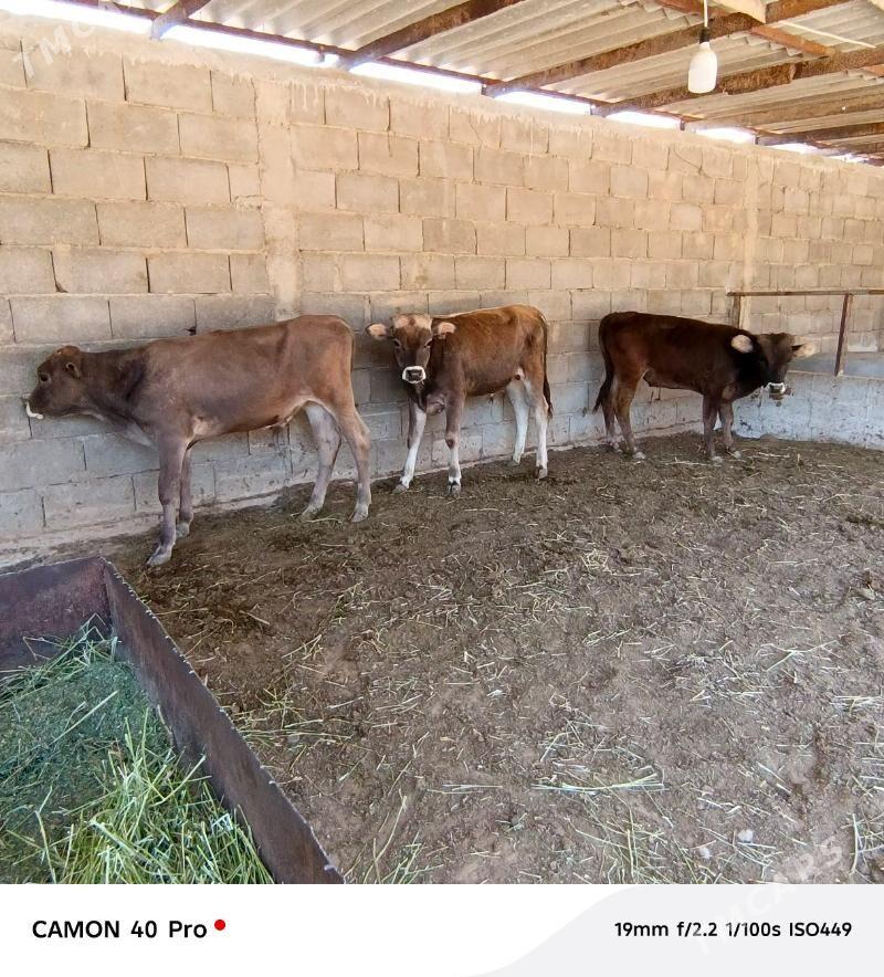 Öküzçeler - Büzmeýin - img 2