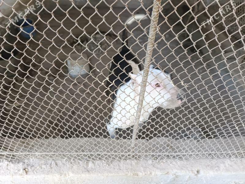 вулкан питбул - Туркменабат - img 7