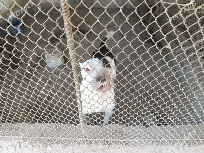 вулкан питбул - Туркменабат - img 6