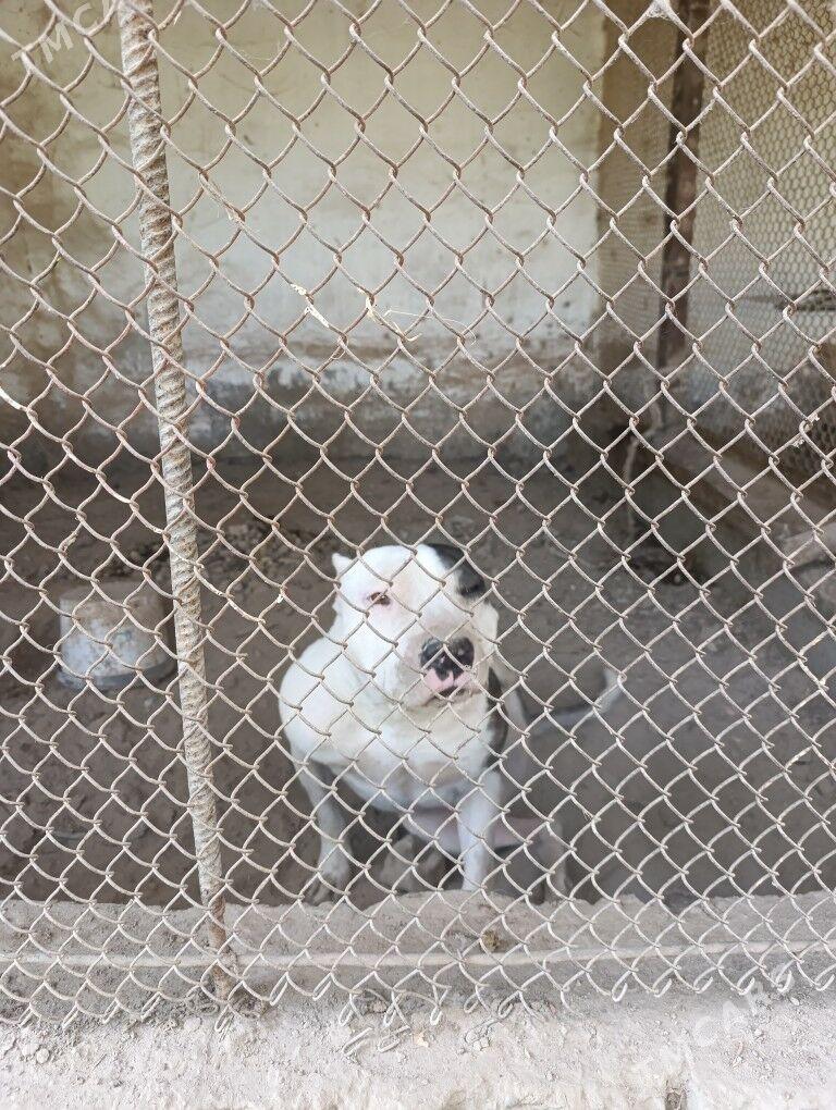 вулкан питбул - Туркменабат - img 4