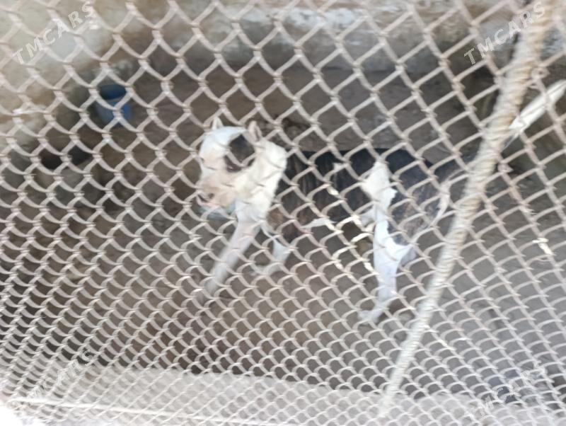 вулкан питбул - Туркменабат - img 5