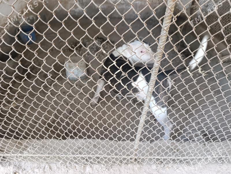 вулкан питбул - Туркменабат - img 8