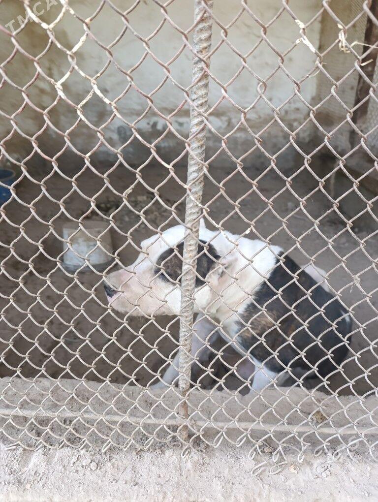 вулкан питбул - Туркменабат - img 3