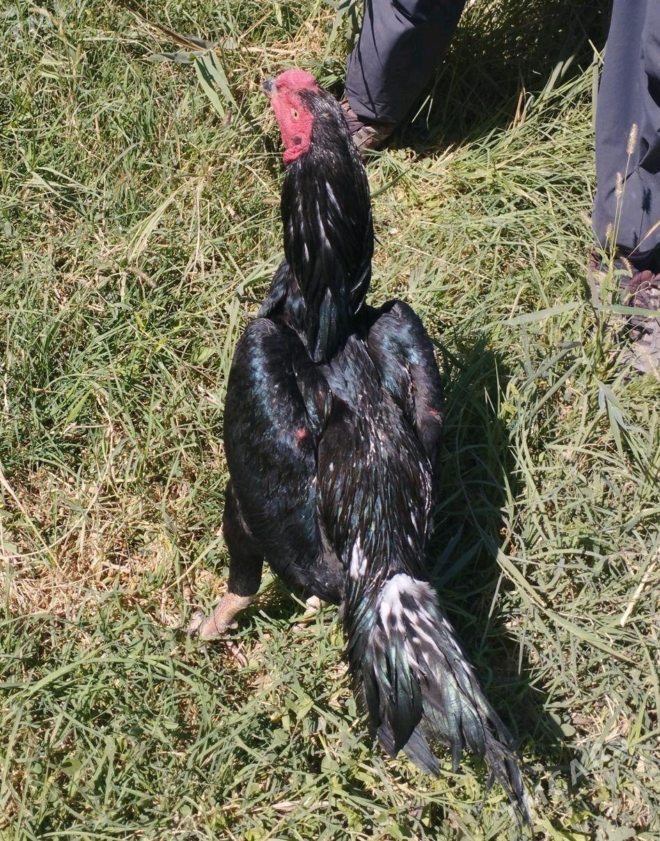 baysow horaz - Mary - img 1