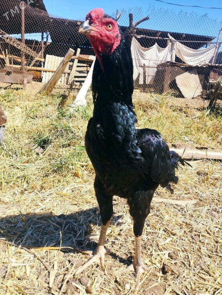 baysow horaz - Mary - img 2