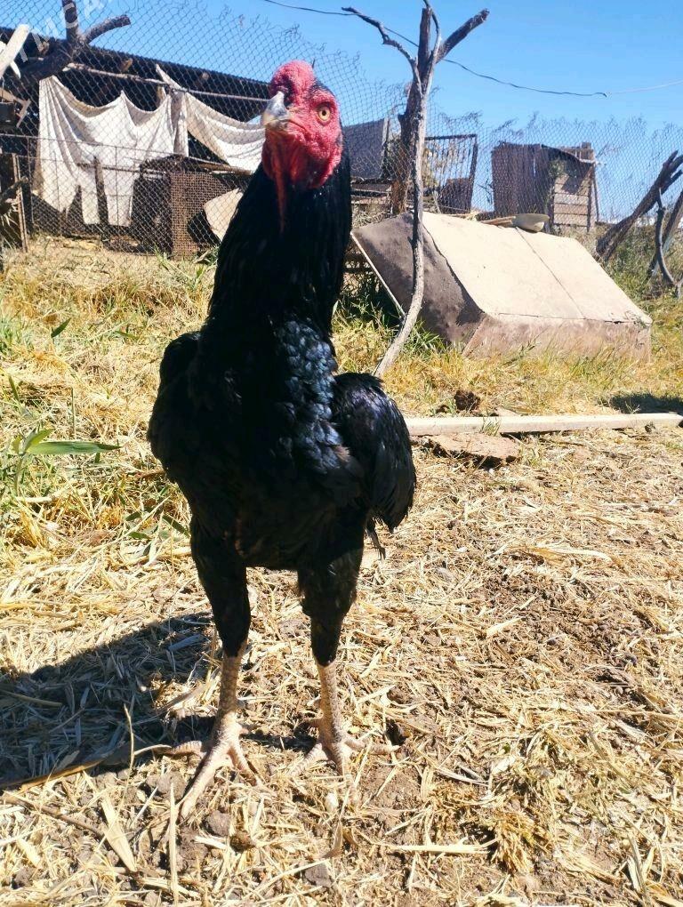 baysow horaz - Mary - img 3