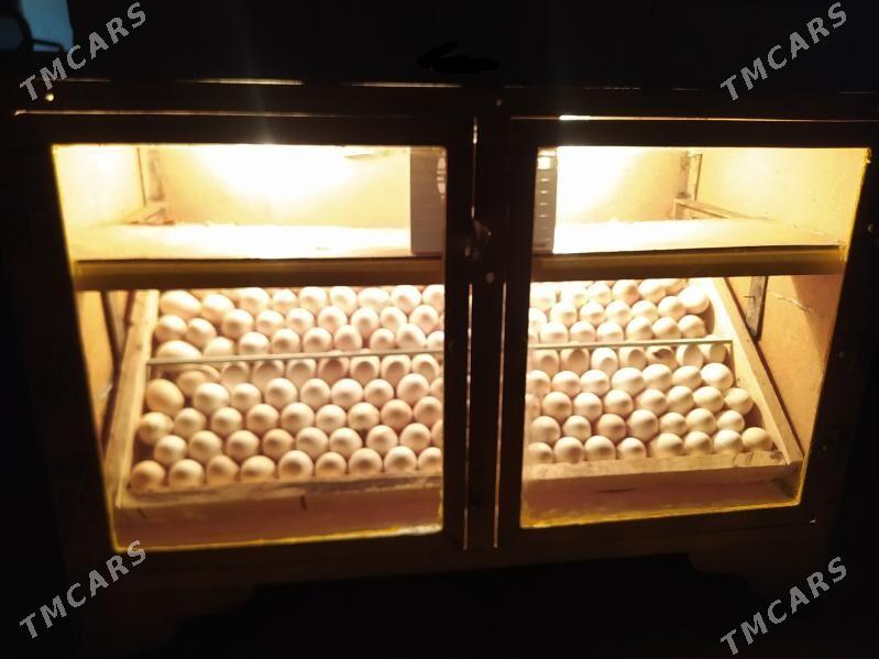 juje cykaryan gural - Мары - img 3