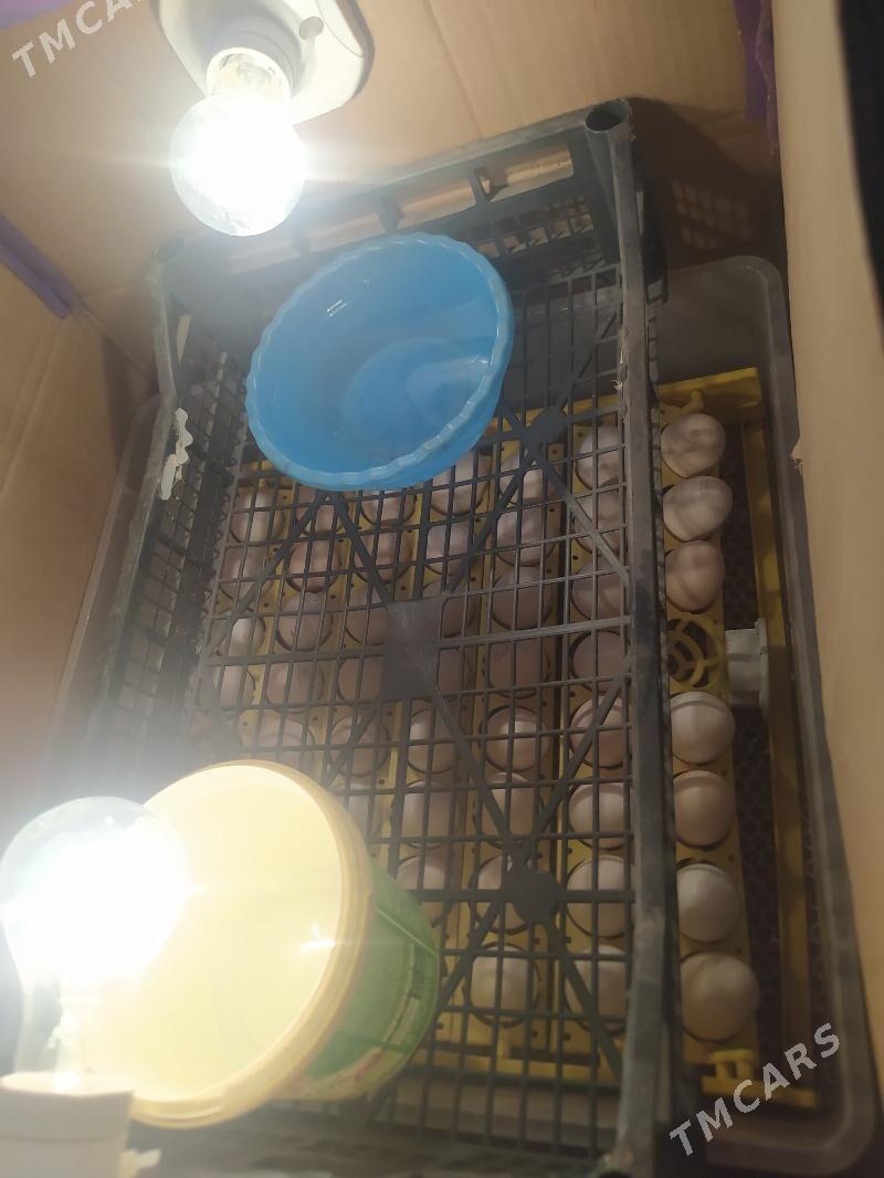 juje cykaryan gural - Мары - img 2