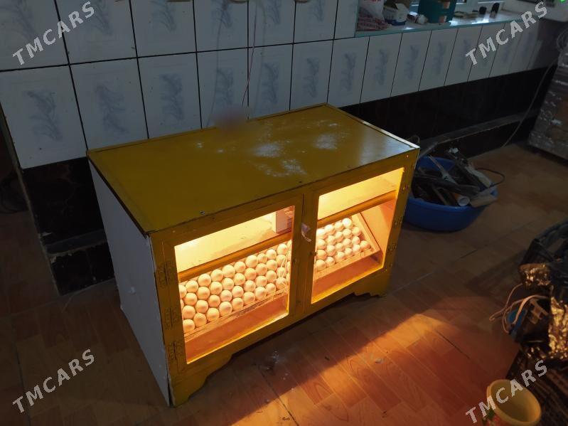 juje cykaryan gural - Мары - img 6