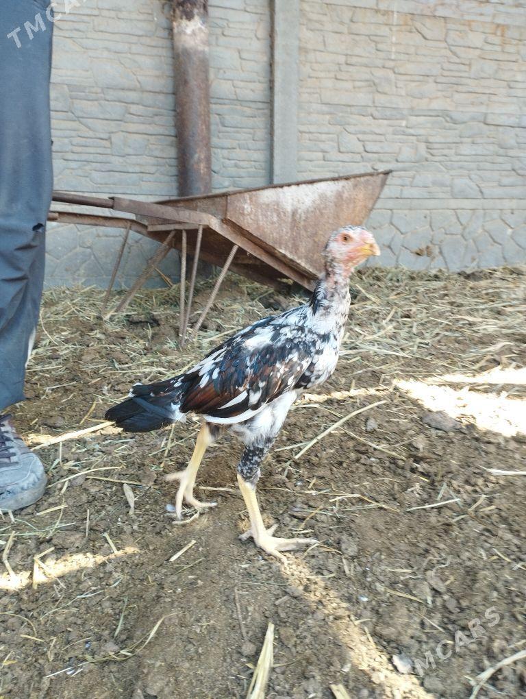 baysow jůje - Mary - img 2