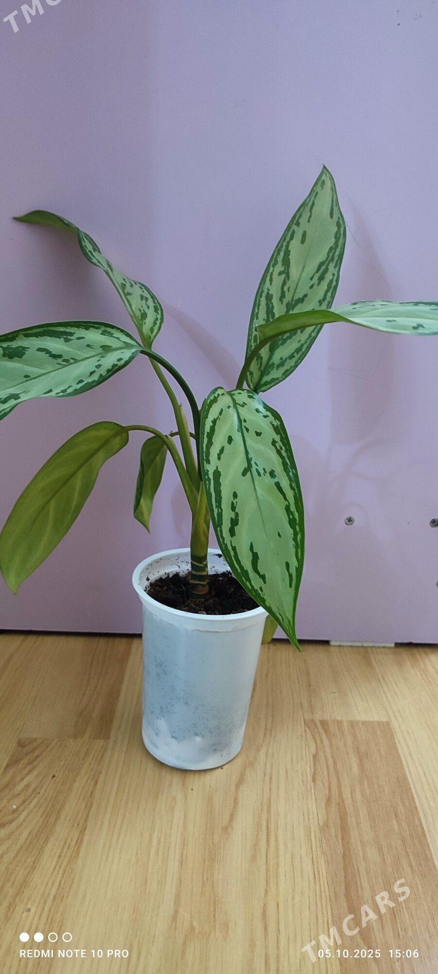 aglaonema gul - Aşgabat - img 2