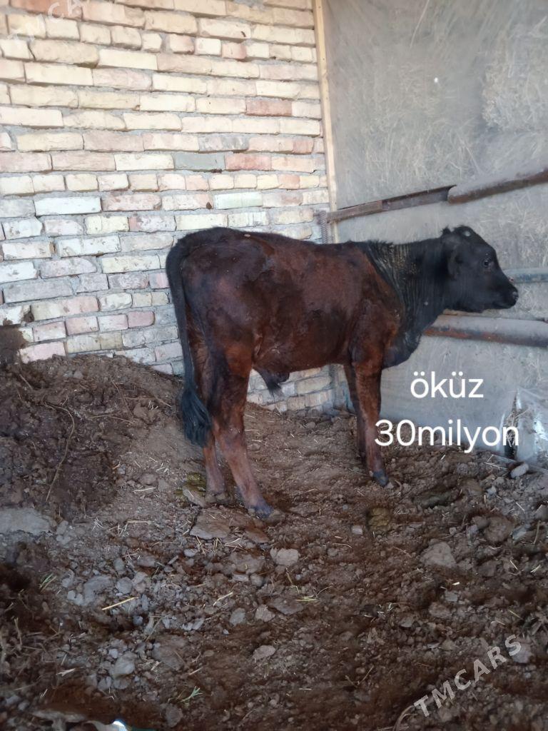 okuz tuwe - Bagyr - img 2
