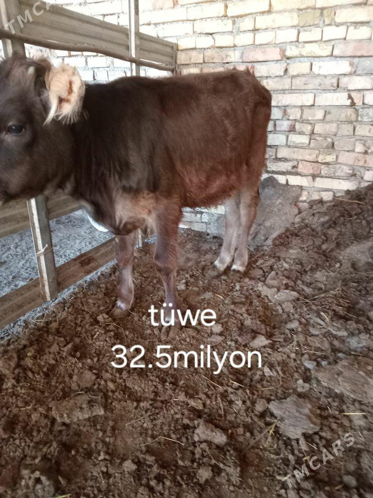 okuz tuwe - Bagyr - img 3