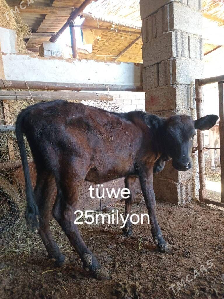 okuz tuwe - Bagyr - img 4
