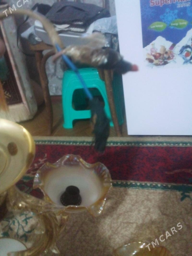 Lyustra 5 lampa - Балканабат - img 6